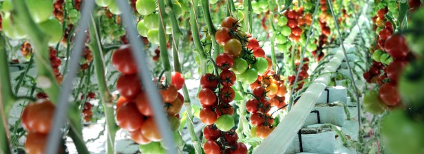 Healthy, tasteful and sustainable tomatoes grown on perlite substrate ...